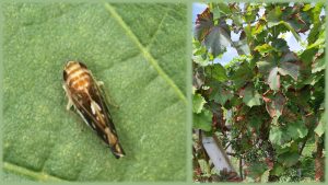 Read more about the article Nujno zatiranje ameriškega škržatka – Zlata trsna rumenica